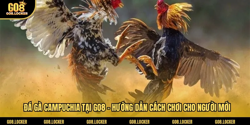 da-ga-campuchia