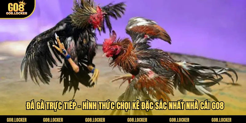 da-ga-truc-tiep